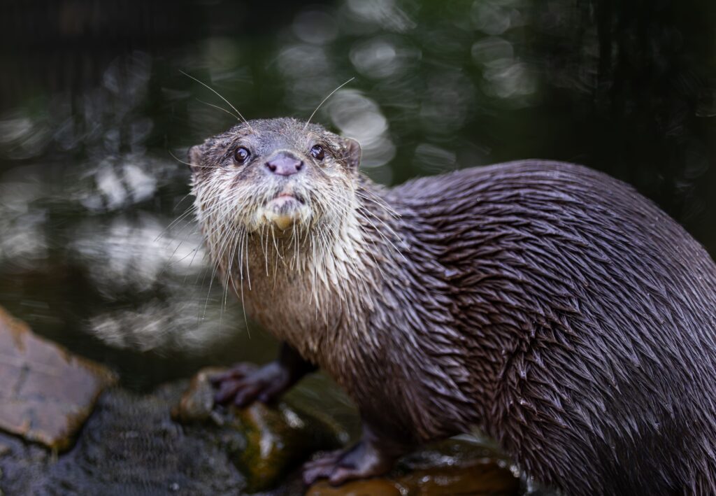 Otters keep favourite rocks in their pocket – Pubity